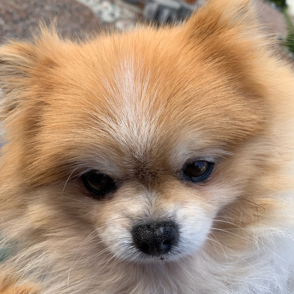 Meet your Posher, Angie